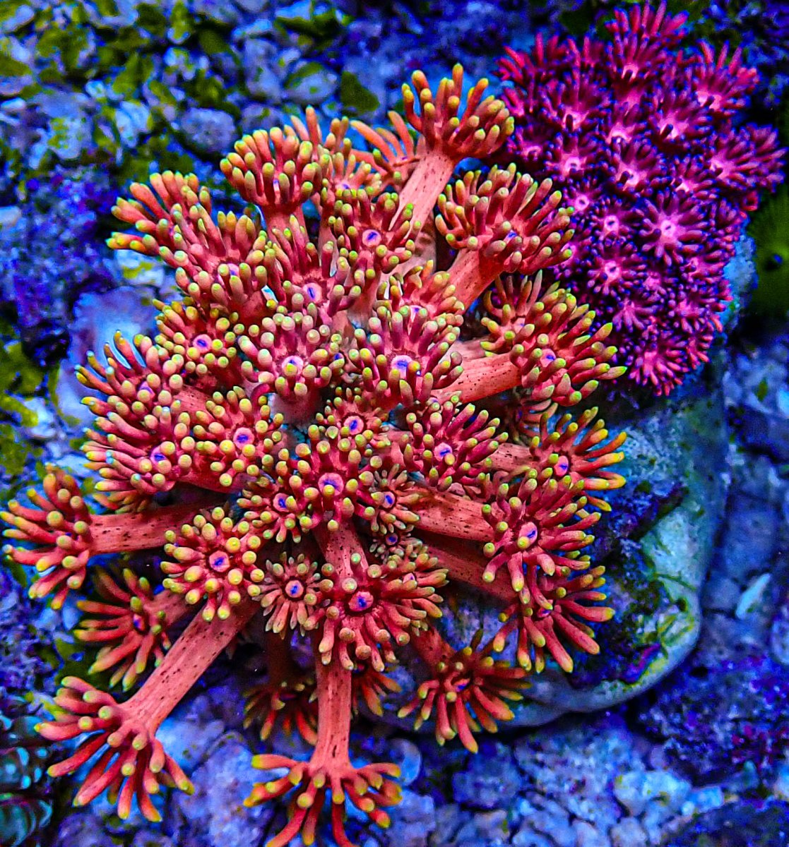 UC Rainbow Gonipora Garden -214.JPG