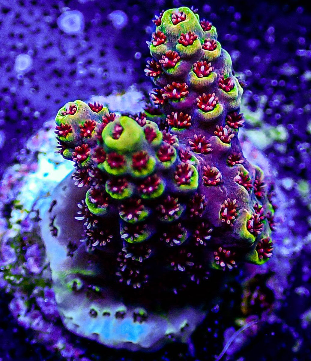 UC Rainbow Sprite Acropora -157.JPG