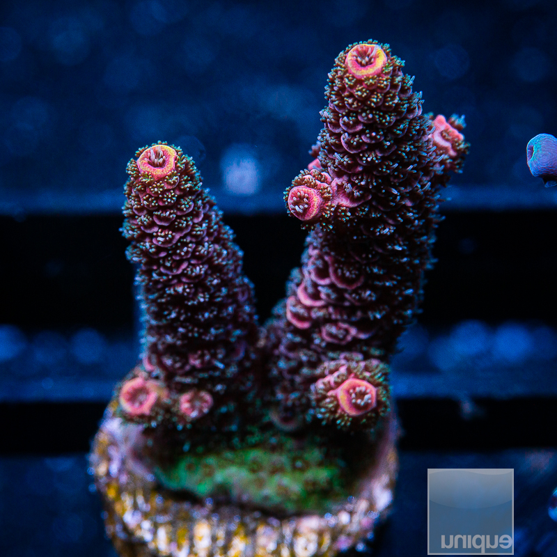 UC Red Diamond Millepora 79 46.JPG