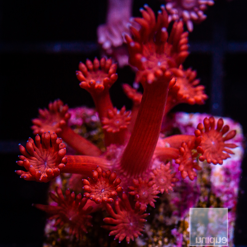 UC Red Velvet Goniopora 79 36.JPG