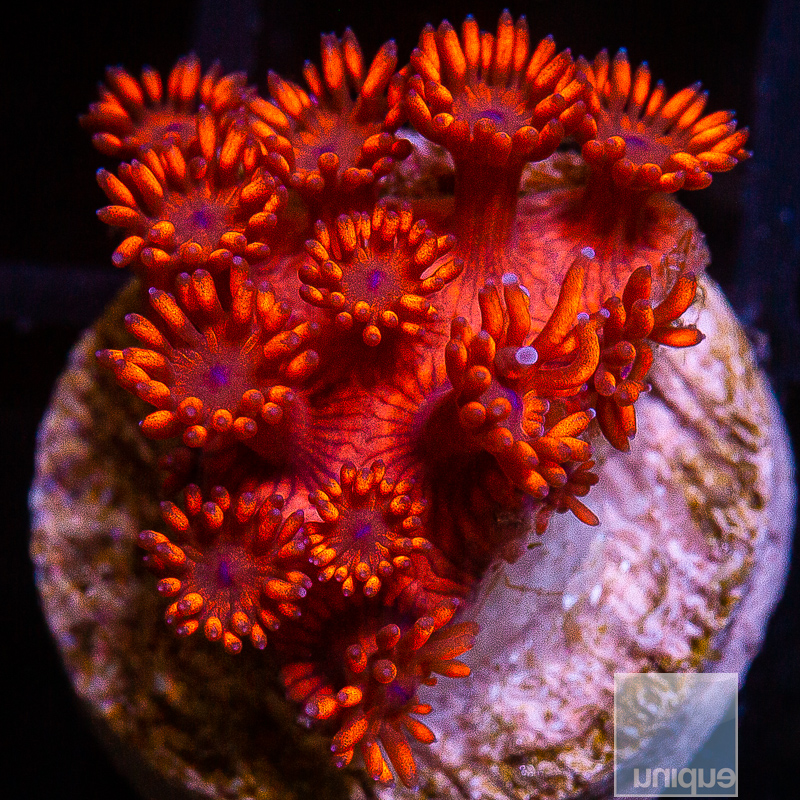 UC Red Velvet Goniopora 79 55.JPG