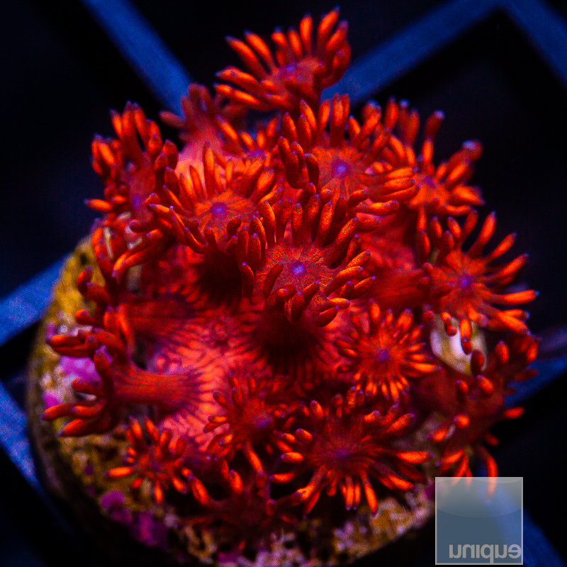 UC Red Velvet Goniopora 79 55.JPG