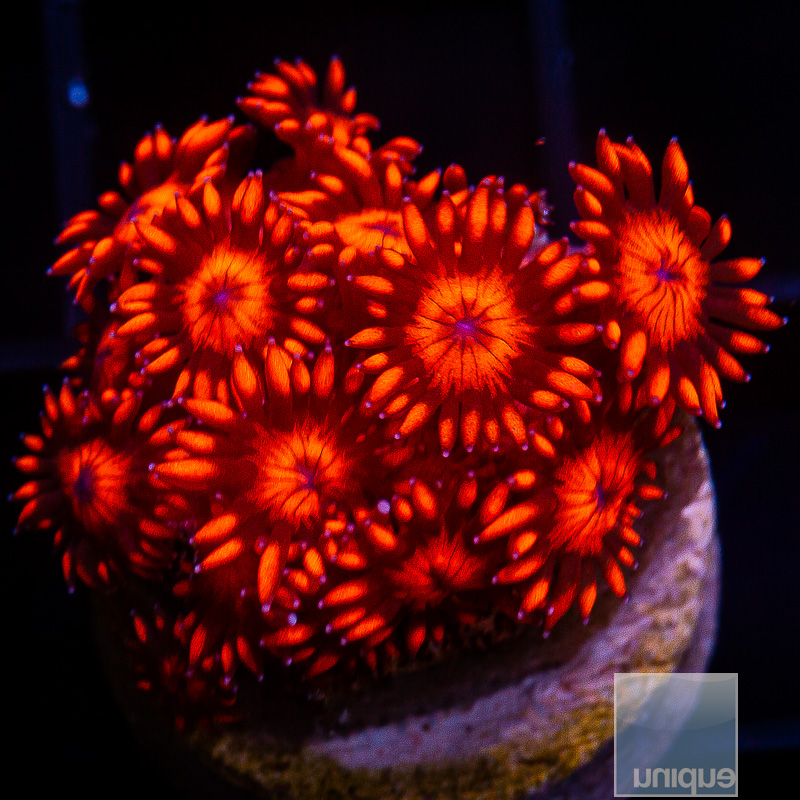 UC Red Velvet Goniopora 89 56.JPG