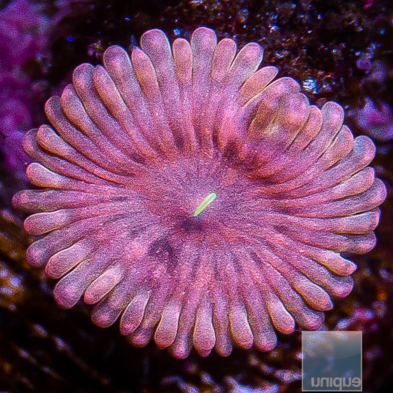 UC Royal Jelly ZOanthid 149 99 (1).JPG