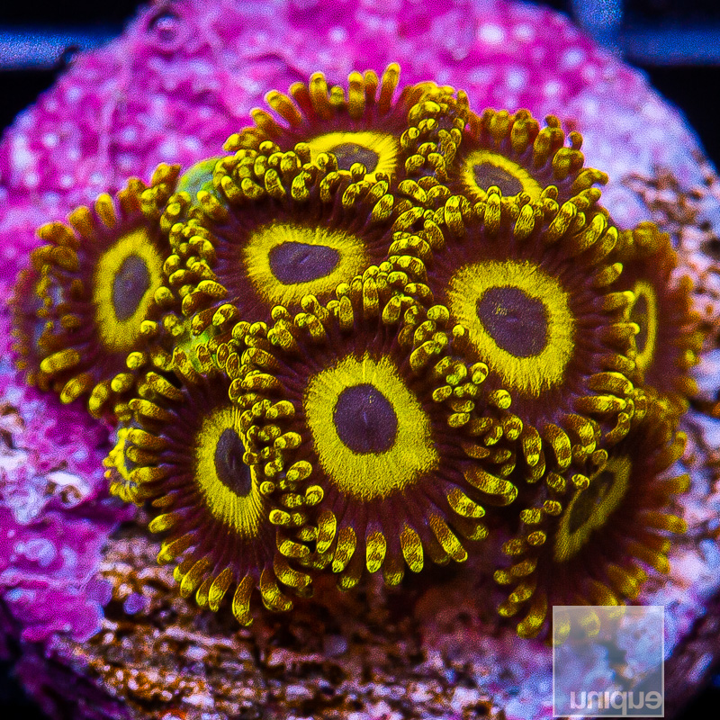 UC Scrambled Egg Zoanthid 69 42.JPG