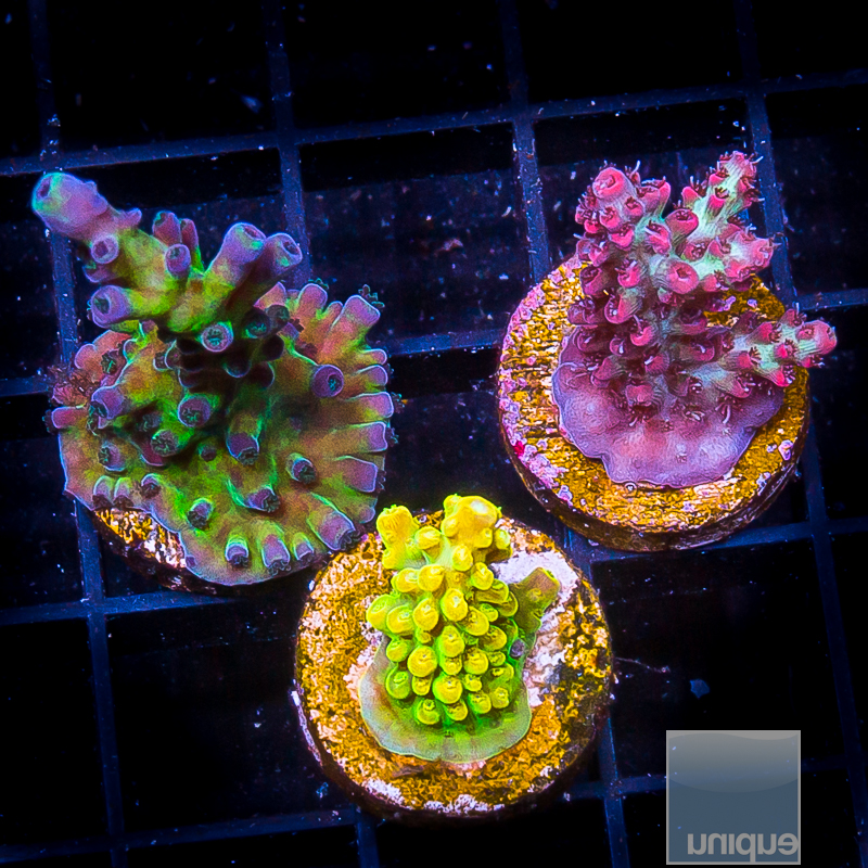 UC Signature Acropora Pack 219 119.JPG