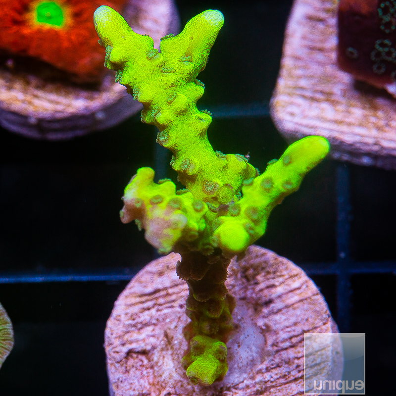 UC Slimeball Anacropora 59 22.JPG