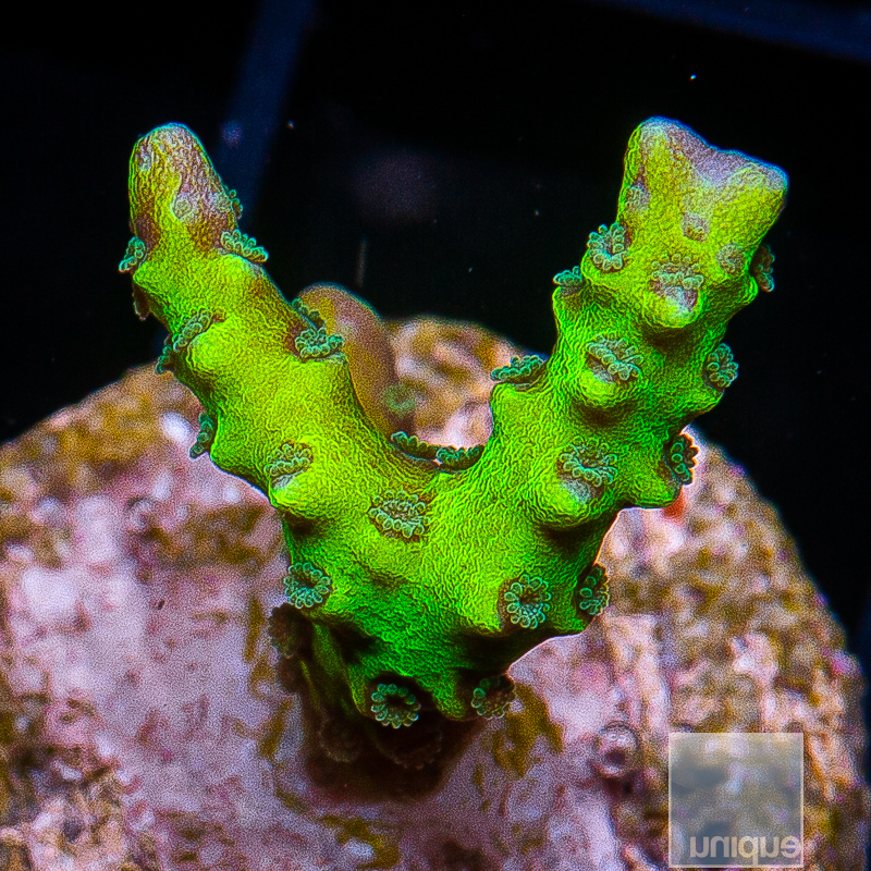 UC Slimeball Anacropora 59 22.JPG