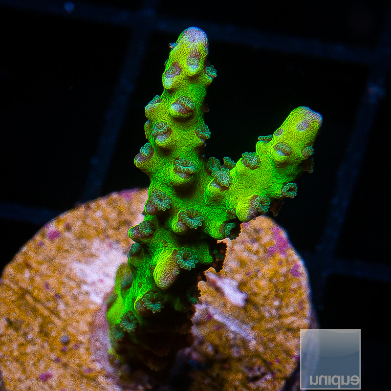 UC Slimeball Anacropora 59 23.JPG