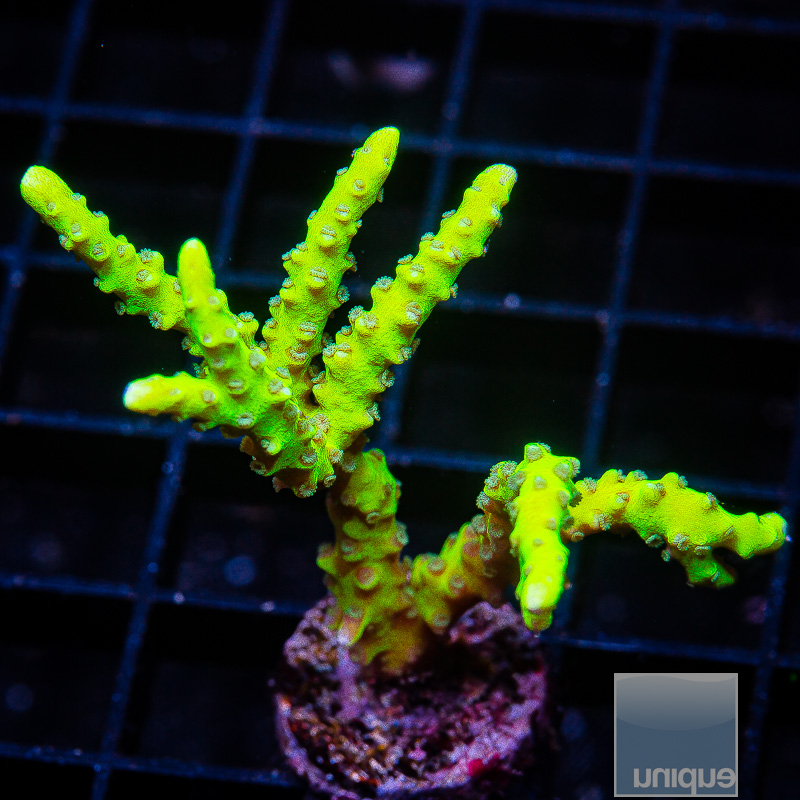 UC Slimeball Anacropora 59 36.JPG