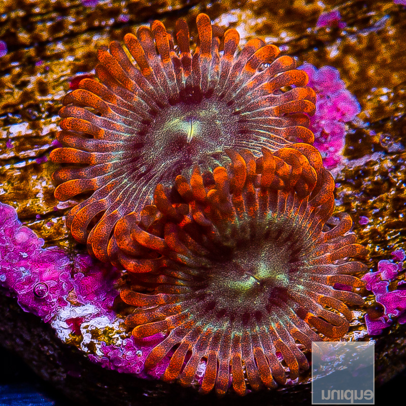 UC Soulsucker Zoanthid 29 18.JPG