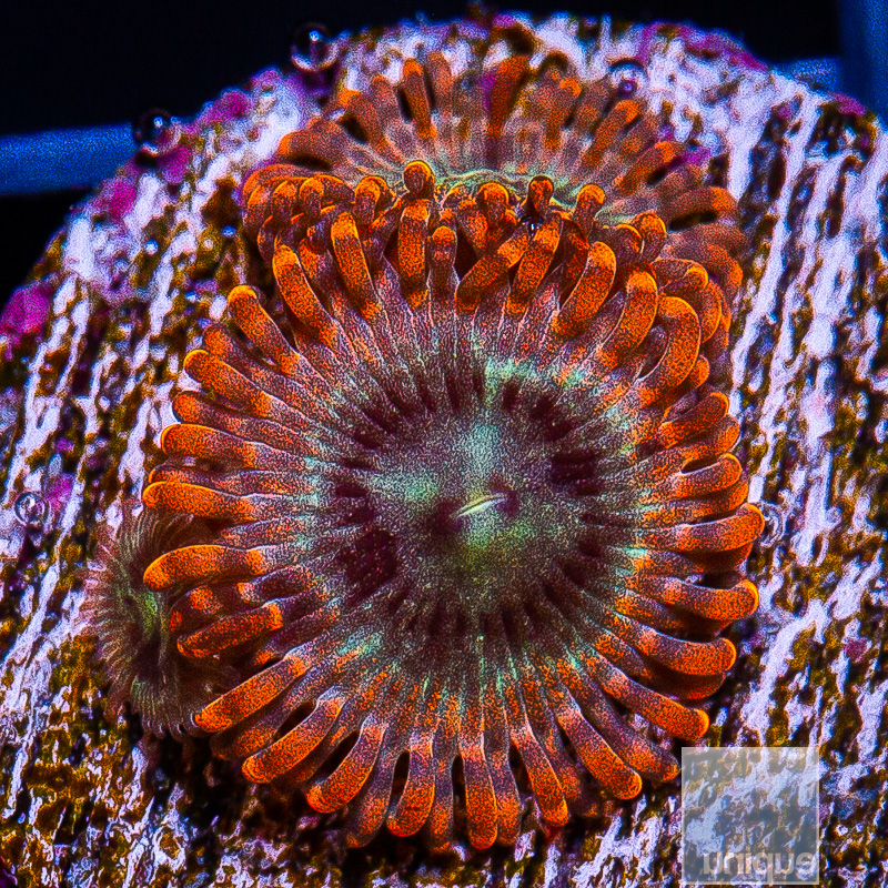 UC Soulsucker Zoanthid 35 12.JPG