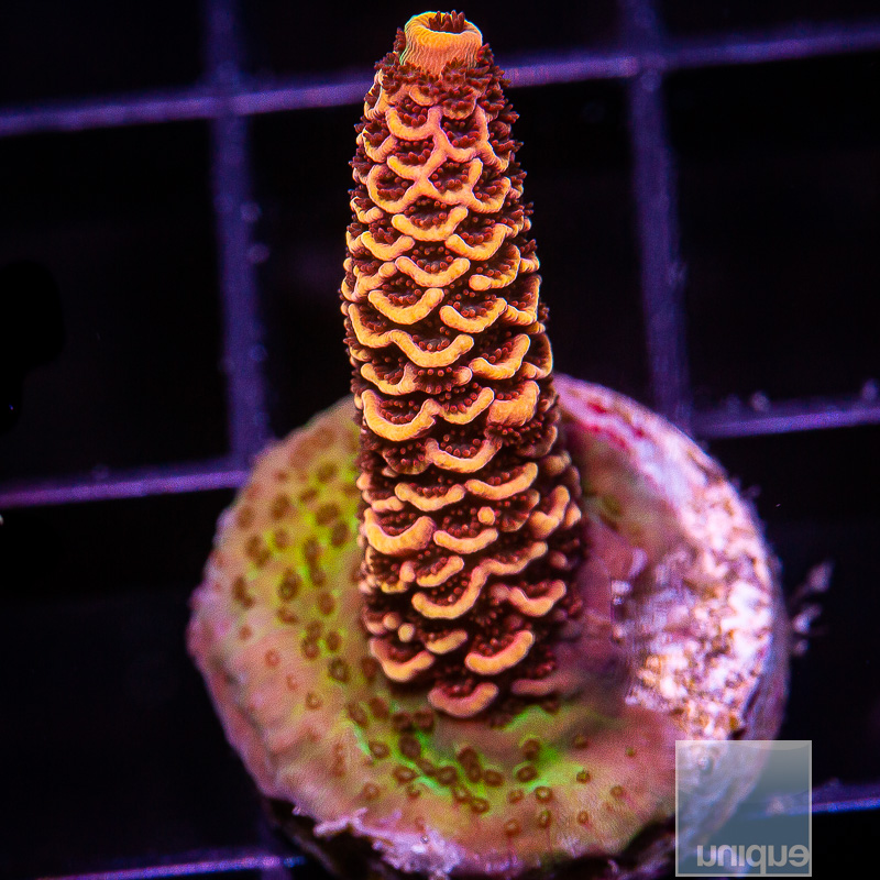 UC Starfire Millepora 119 65.JPG