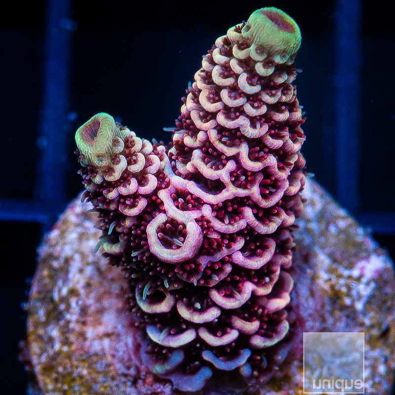 UC Starfire Millepora 119 78.JPG