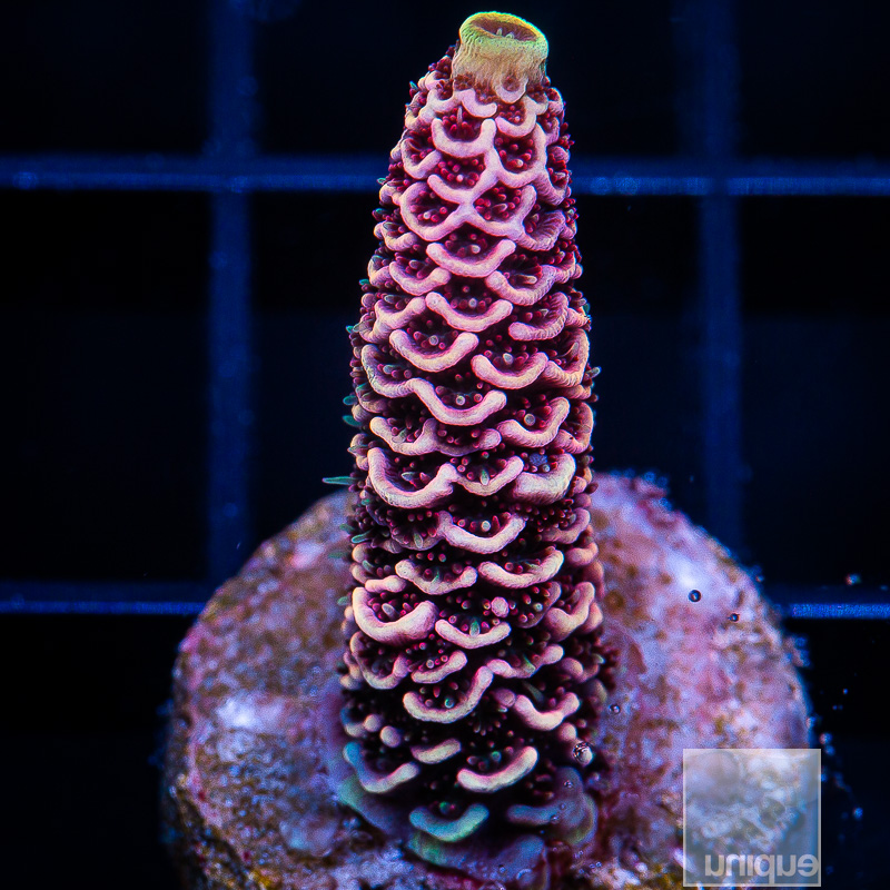 UC Starfire Millepora 119 85.JPG