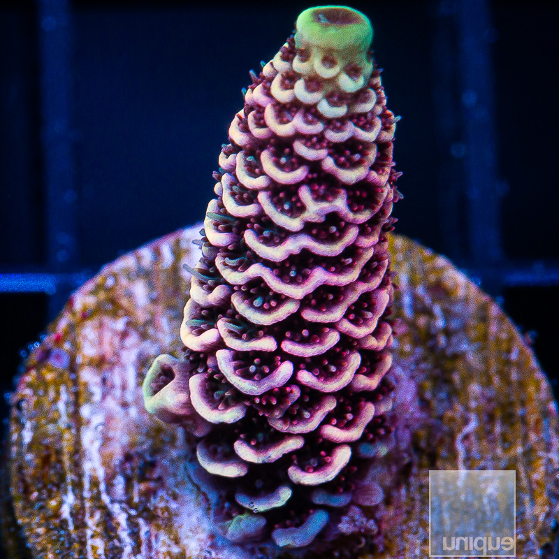 UC Starfire Millepora 129 74.JPG