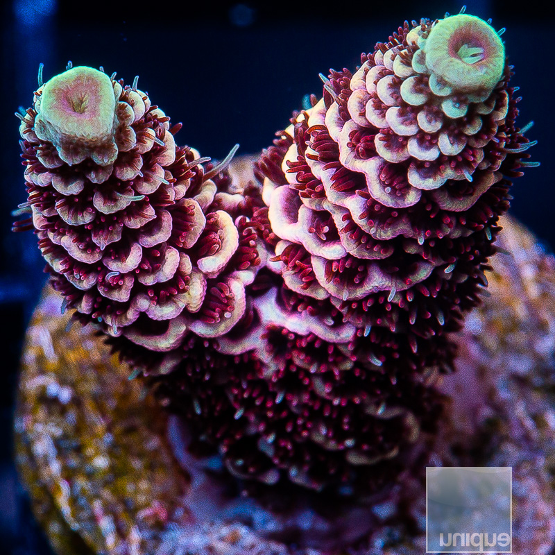 UC Starfire Millepora 129 99.JPG