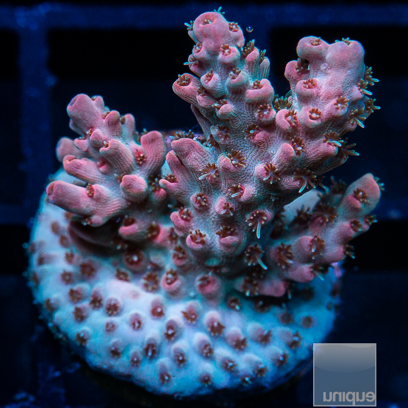 UC Strawberry Fields Acropora 149 95.JPG