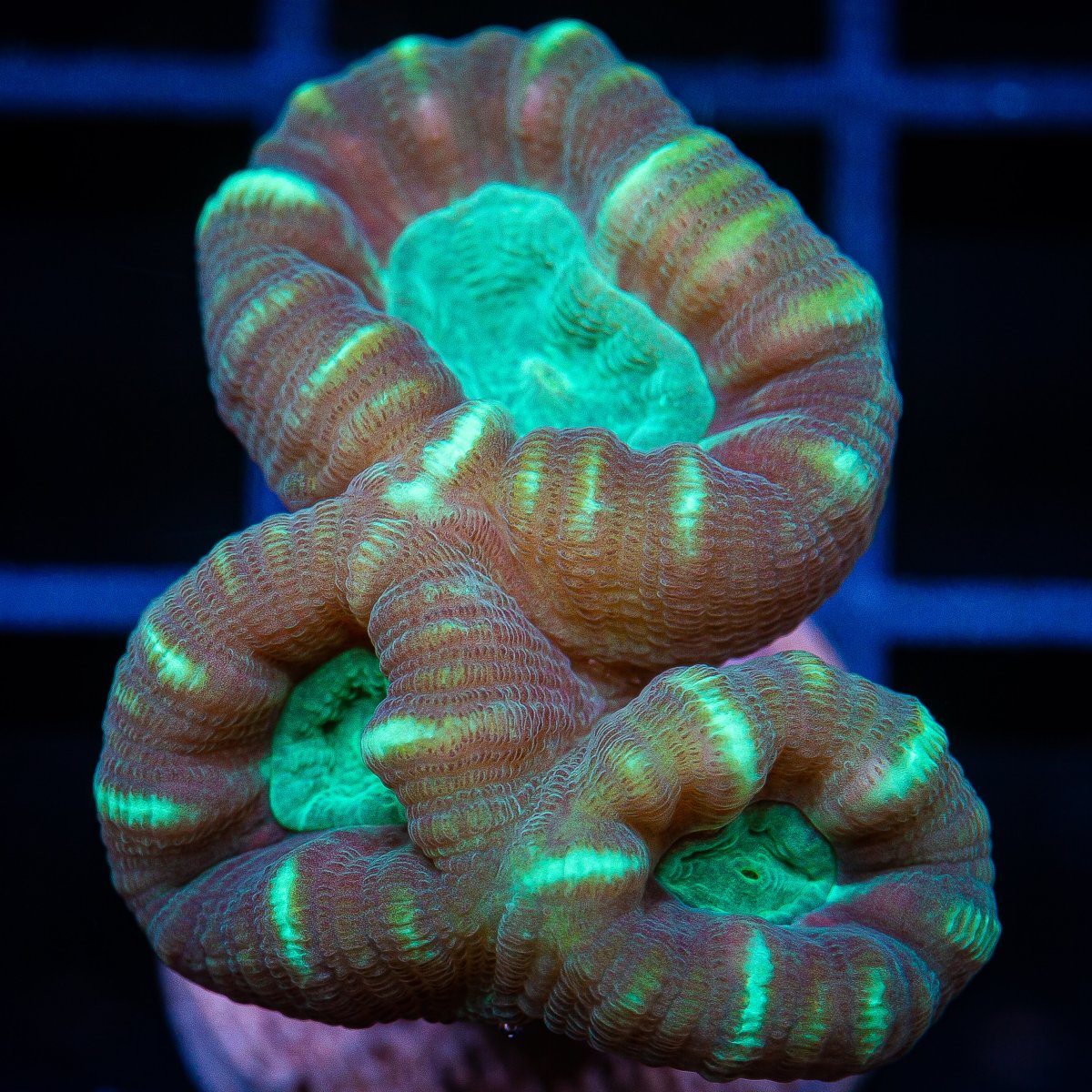 UC Striped Trumpet Coral 59 32.JPG