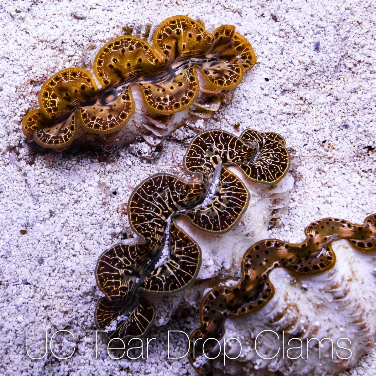 Uc-teardrop-clams.jpg