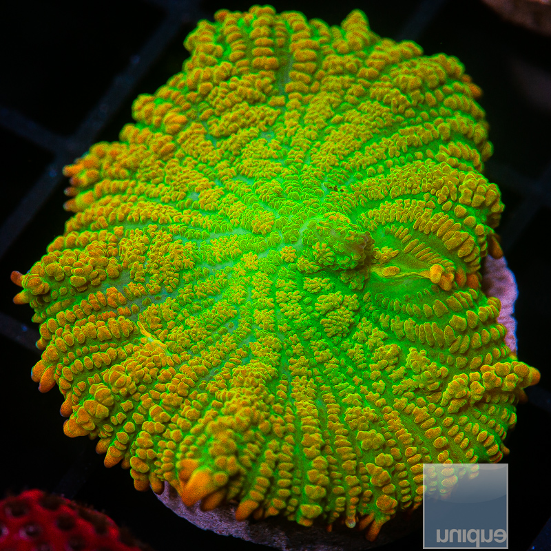 UC Tequila Sunrise Rhodactis 129 95.JPG