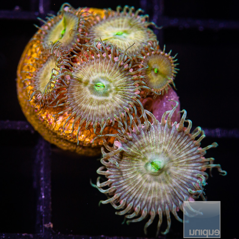 UC Tie Dye Zoanthid 75 36.JPG