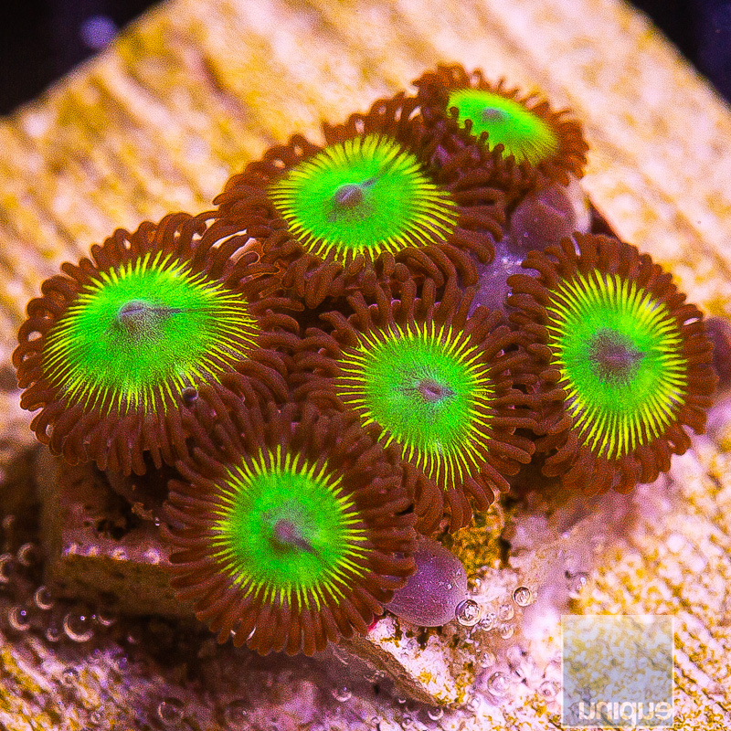 UC Toxic Turtle Zoanthid 59 22.JPG