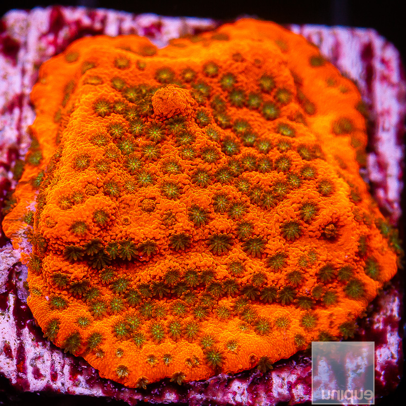 UC Tropic Thunder Montipora 59 26.JPG