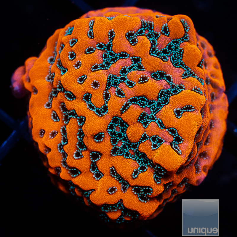 UC Ultra Chrome Montipora 79 46.JPG