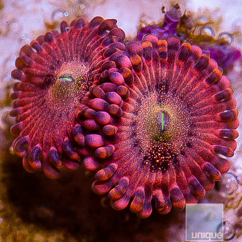 UC Wario Zoanthid 39 18.JPG