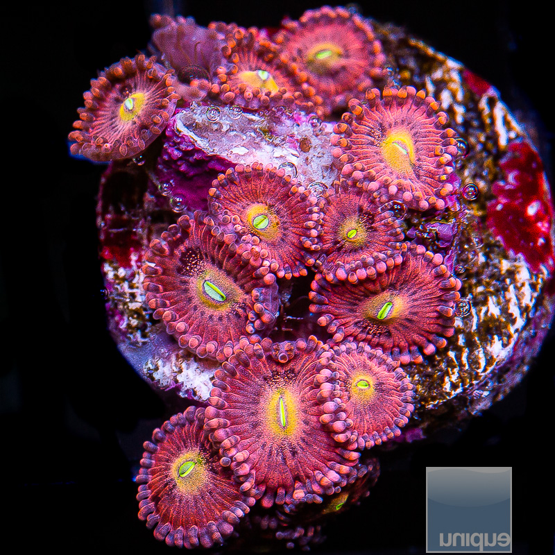 UC Wario Zoanthid 99 35.JPG