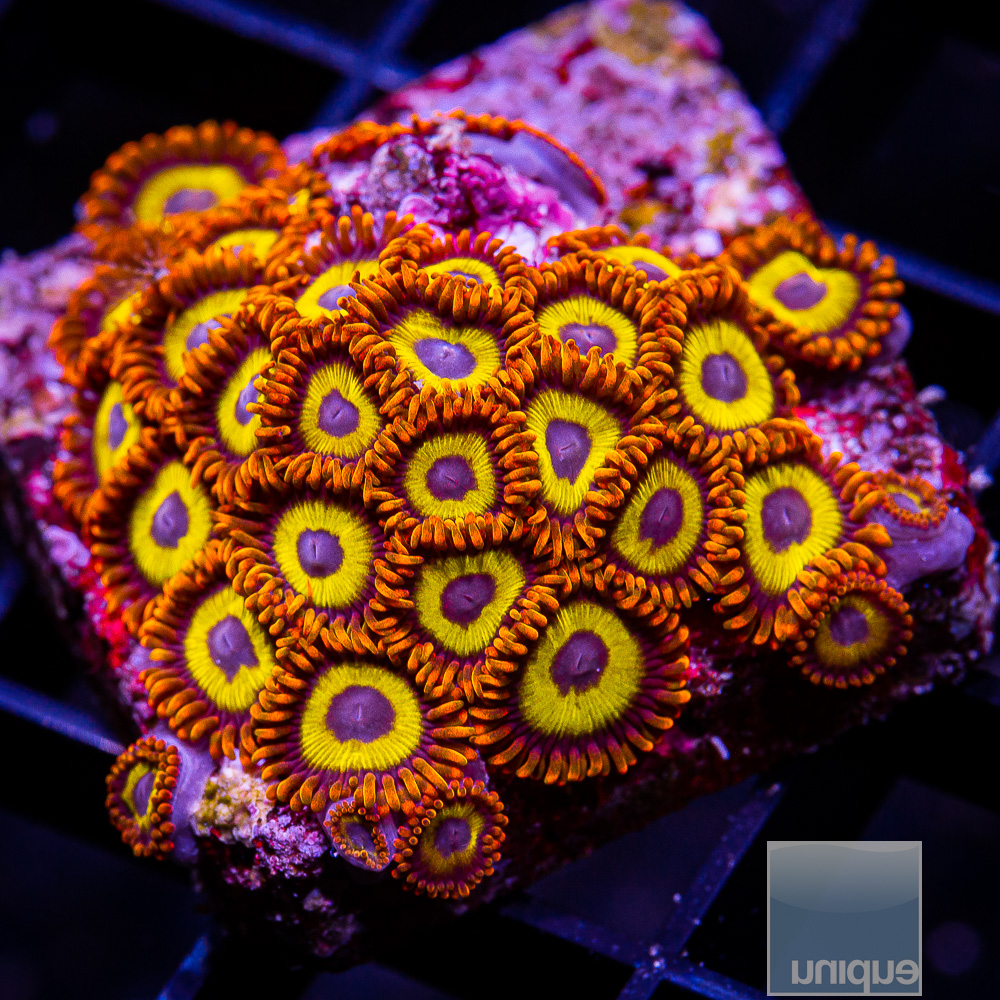 UC Zuzu Zoanthid colony 299 120.JPG