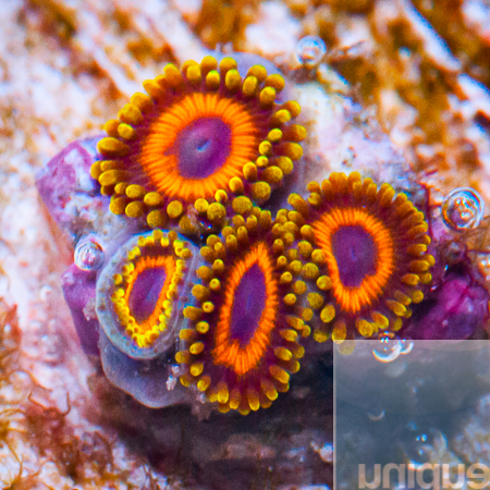 UC Zuzu zoas 38 29.jpg