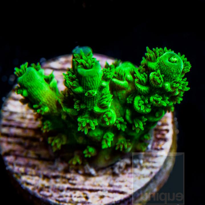 UC1inch-green-hairy-tenuis-frag-28-inventory-6.jpg