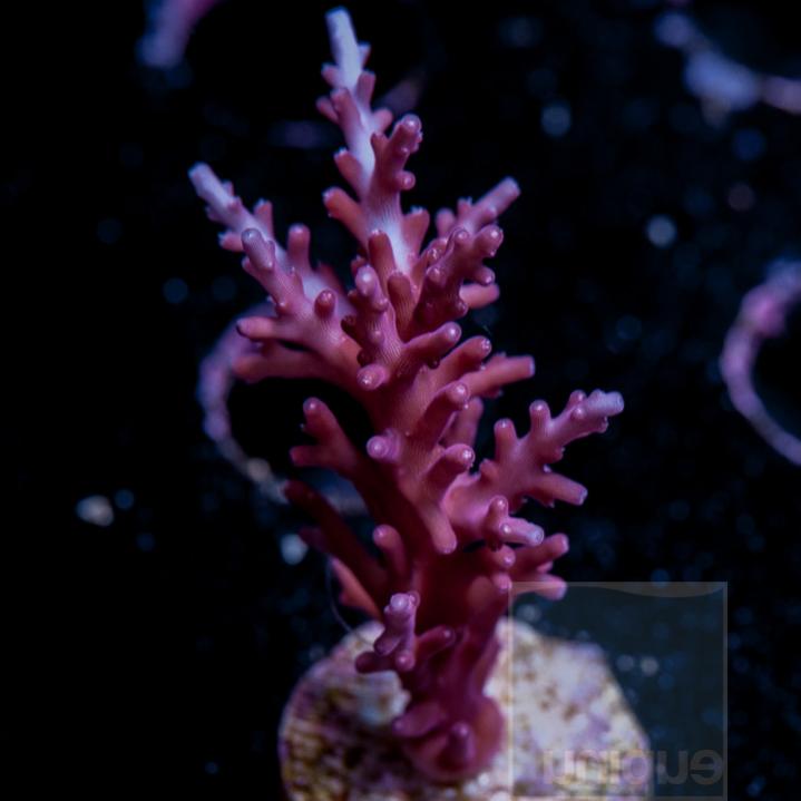 UC1inch-uc-red-dragon-acropora-carduus-74-inventory-12.jpg