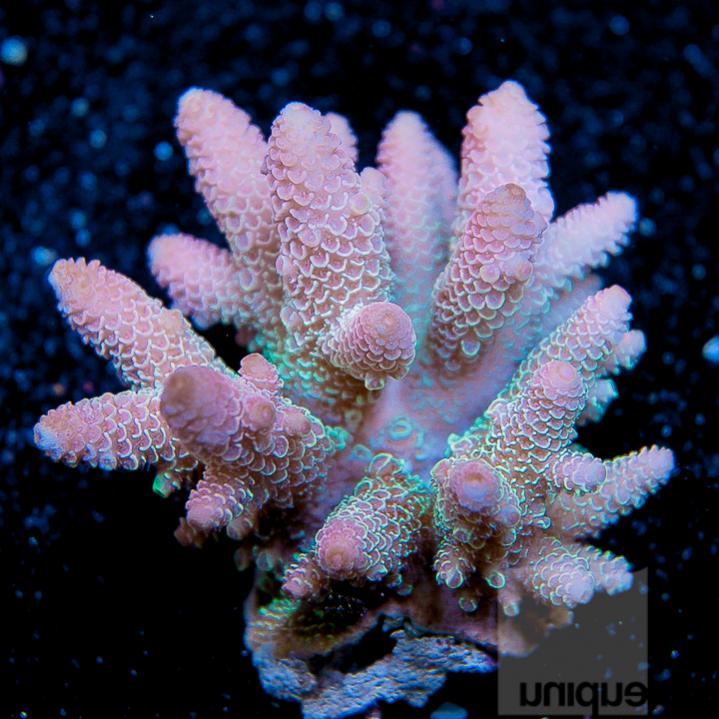 UC3inch-aussie-spathulata-198.jpg