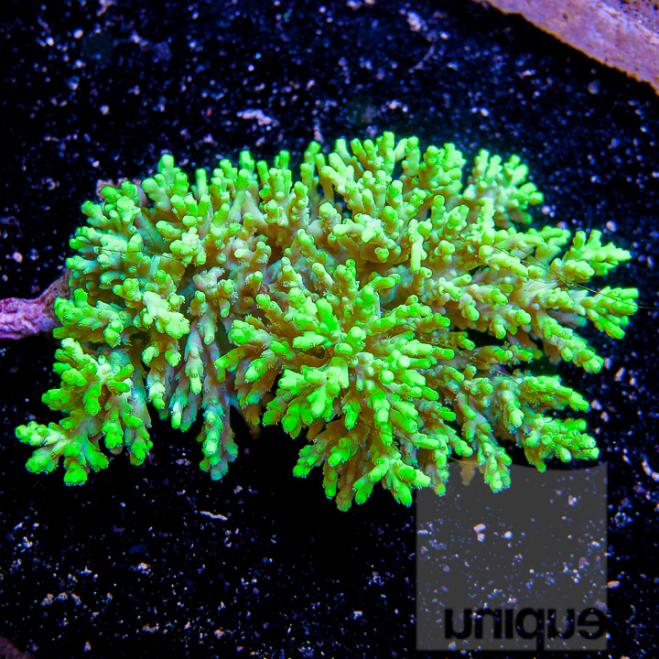 UC4inch-chesterfieldensis-crazy-green-aussie-218.jpg