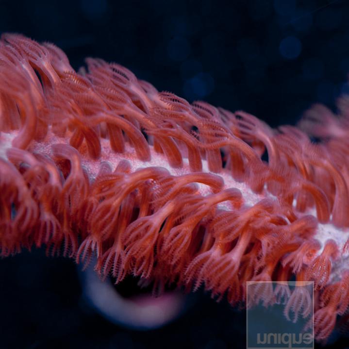 UCrg-gorgonian-macro-shot.jpg