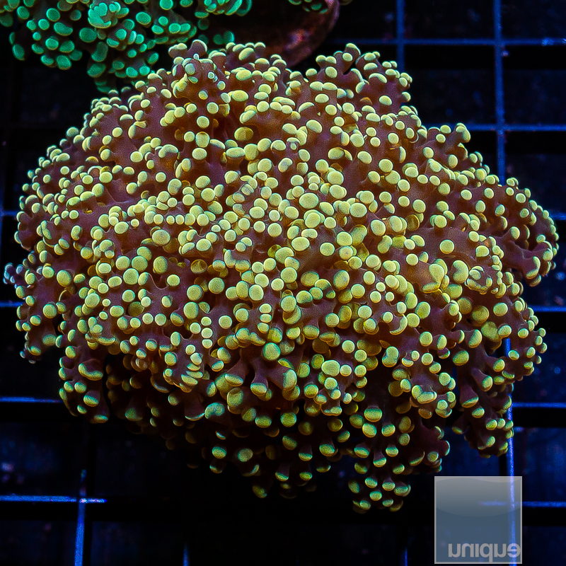 UCSI Golden Octospawn 119 80.JPG