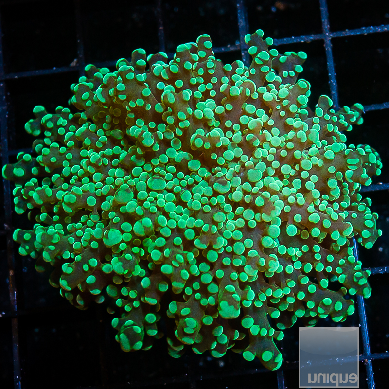 UCSI Teal Octospawn 79 46.JPG