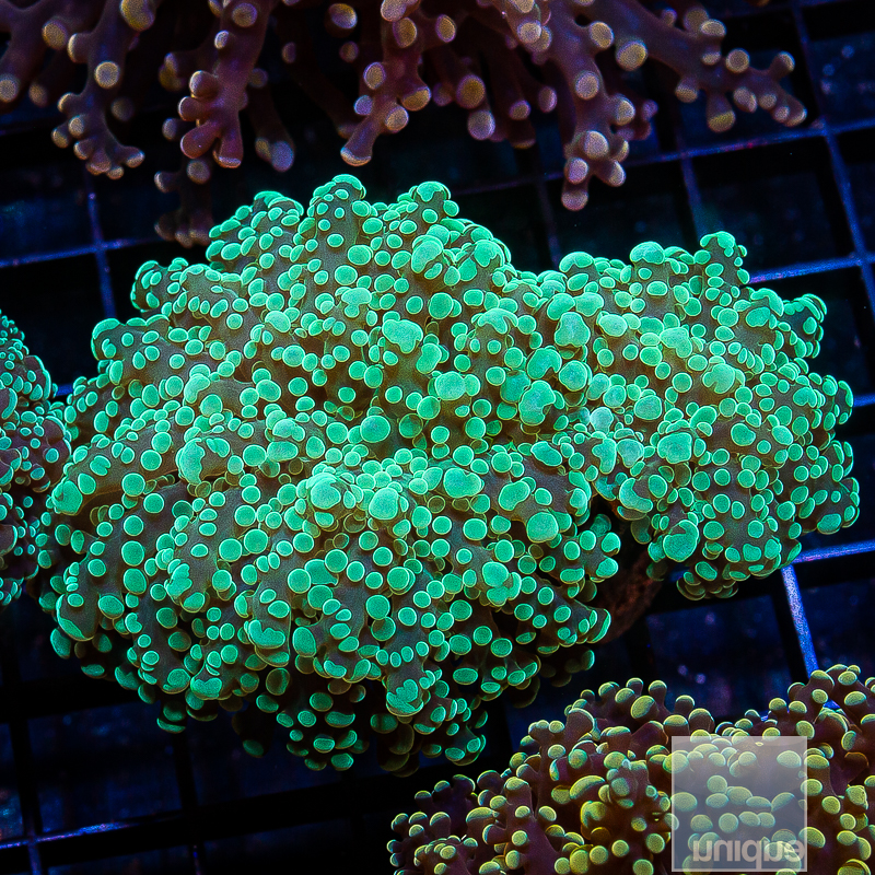 UCSI Teal Octospawn 79 46.JPG