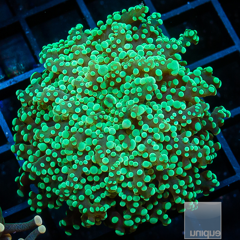 UCSI Teal Octospawn 79 46.JPG