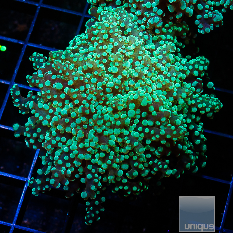 UCSI Teal Octospawn 79 52.JPG