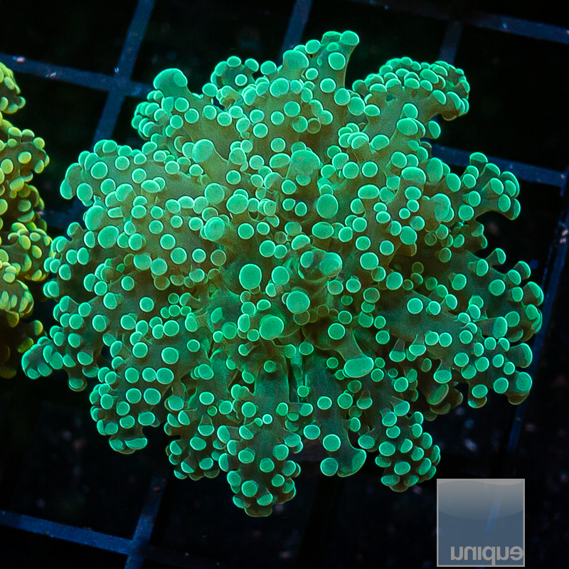 UCSI Teal Octospawn 79 55.JPG