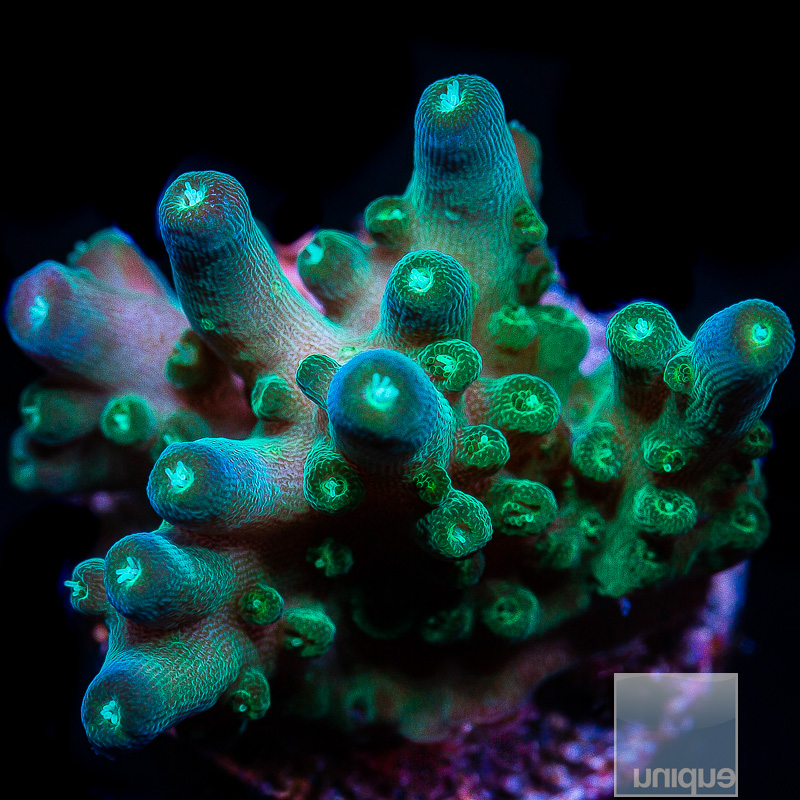 Ultimate Efflo Acropora 89 65.JPG