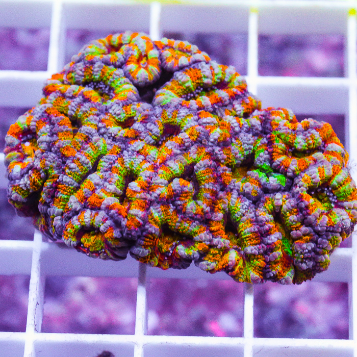 ultimate-rainbow-acan-350-525.jpg