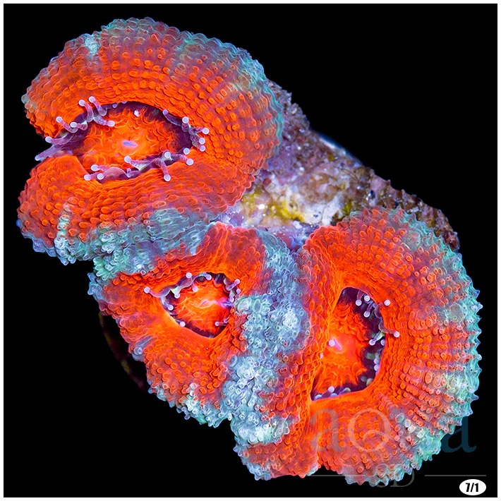 Ultra Acan Lord (2).jpg