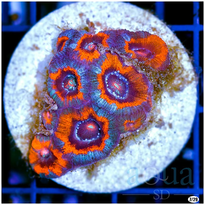 Ultra Acan Lord(3).jpg