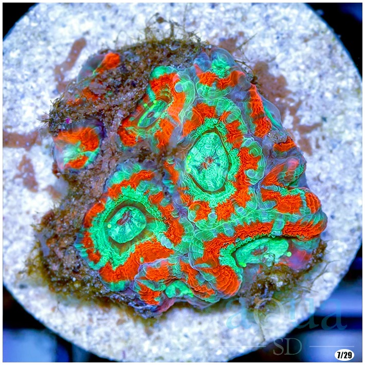 Ultra Acan Lord (4).jpg