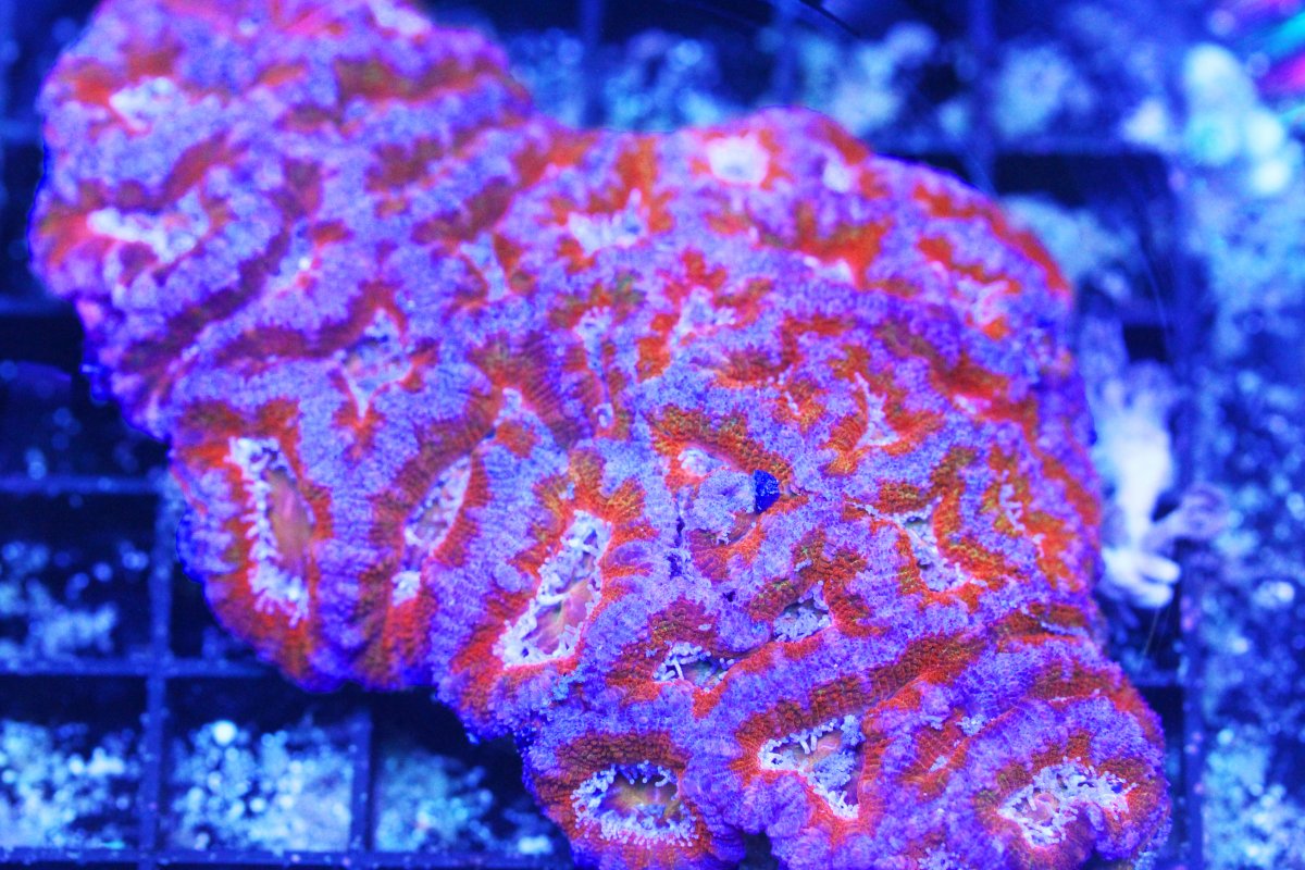 ULTRA ACAN RED 1.jpg